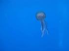 Meduza maltaska